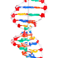 Lycée Biologie Aide À L'enseignement Pvc ADN Double Hélice Molécule Structure Modèle