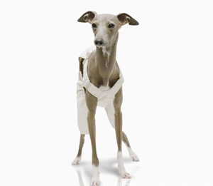 Salopette légère en coton pour chien de type Greyhound italien, pantalon ajustable pour Bedlington, Whippet et Pointer à poils longs - Product Image 3