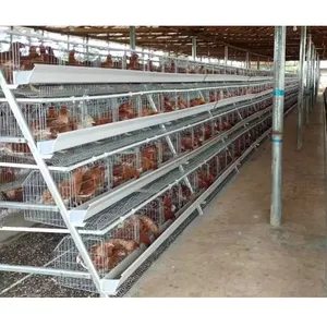 Élevage de volailles Un type 10000 couches poulets ferme couche d'oiseaux Cage équipement de volaille à vendre