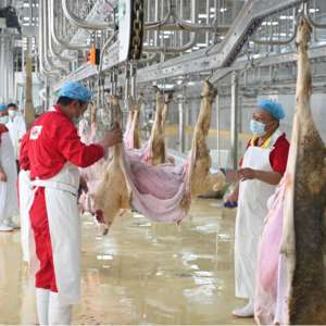 Ligne d'abattage de chèvres à haute efficacité avec machine à dépoillement et plateforme de travail - Product Image 5