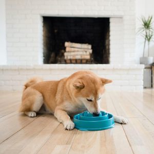 Factory Hound Store mangkuk menyenangkan, mangkuk anjing pengumpan lambat sedang/<span class=keywords><strong>Mini</strong></span> biru untuk anjing makan mangkuk lambat