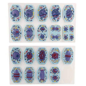 Modelo de <span class=keywords><strong>Comparación</strong></span> de Células Animales y Vegetales: Mitosis y Meiosis para la Enseñanza de Anatomía Humana - Product Image 6