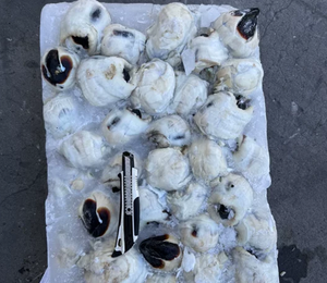 Calmar géant congelé de nouvelle saison à bon <span class=keywords><strong>prix</strong></span> - Product Image 1