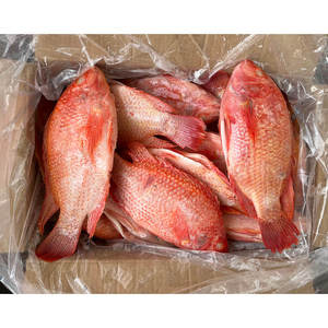 Tilapia Rouge Entière Congelée de Haute Qualité, Naturelle, Élevée en Ferme, Certifiée <span class=keywords><strong>BAP</strong></span> et ASC, Vente en Gros - Product Image 5