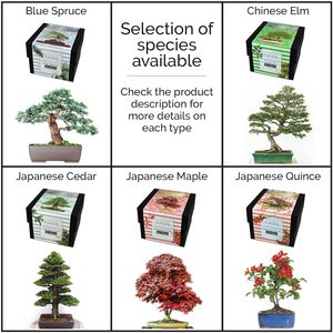 Kit de démarrage d'arbre bonsaï amusant pour apprenti, 5 espèces au choix, épicéa <span class=keywords><strong>bleu</strong></span>, utilisation au sol/suspendu, jardin d'intérieur, culture toute l'année - Product Image 6