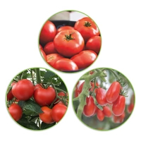 Sachet <span class=keywords><strong>Tomate</strong></span> Solanum 'Tomates Ecarlates' 30 m²-Pack Légumes - Product Image 2