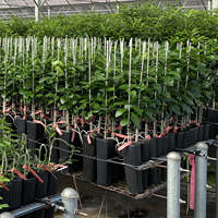 Piquets d'usine de fibre de verre de la Chine YULONG pour le jardin de tomate d'arbre