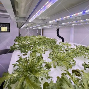 Système <span class=keywords><strong>hydroponique</strong></span> automatique Skyplant SP-container pour usage domestique, <span class=keywords><strong>culture</strong></span> en eau profonde pour l'agriculture verticale en intérieur - Product Image 4