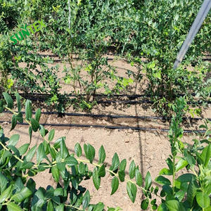 Bande <span class=keywords><strong>goutte</strong></span>-<span class=keywords><strong>à</strong></span>-<span class=keywords><strong>goutte</strong></span> plate pour Fruits et légumes, 16mm, <span class=keywords><strong>1000M</strong></span> de Long, 0.4mm x 20cm x <span class=keywords><strong>1000M</strong></span> - Product Image 4