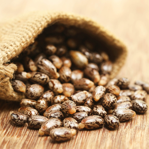 Vente en gros d'usine de graines de ricin indiennes 100% naturelles de haute qualité séchées Ricinus Communis Durée de conservation de 3 ans Approvisionnement en vrac indien - Product Image 2