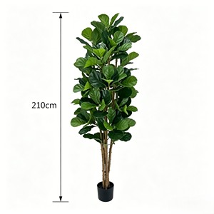 Wholesale prices for Ficus pandurata with real wooden poles. Direct from the factory. Durable and evergreen - Product Image 2
