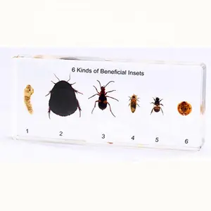 Real Insect 6 Kinds of Beneficial Insects Specimen Bugs Resin Paperweight Acrylic Block for Education