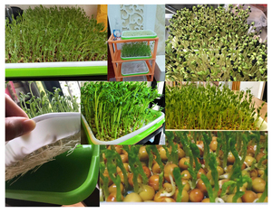 En gros Populaire Maison de Plantation De Légumes PP En Plastique Durable Germination Plateau - Product Image 6