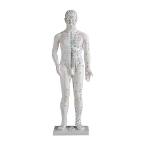 ADA Medical Science PVC acupuntura y modelo muscular 70CM masculino y 55CM entrenador de anatomía para entrenamiento y aprendizaje - Product Image 3
