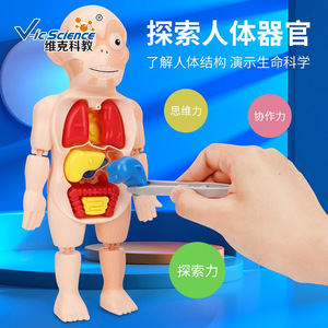 Modelos educativos de órganos humanos para niños, ensamblaje DIY, modelos cognitivos de educación médica temprana STEAM, transfronterizos - Product Image 1