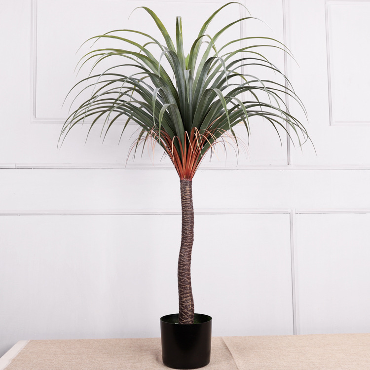 Arbre de fer au sang de dragon, tige de 1,3 m
