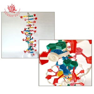 Genetik studie High School 60cm Duplex-DNA-Modell - Product Image 6