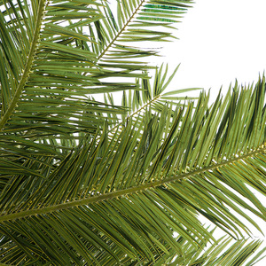 Hot Bán Ngoài Trời Nhân Tạo Rong Biển Cây Lớn Cây Dừa Giả Nhân Tạo Lá Cọ - Product Image 3
