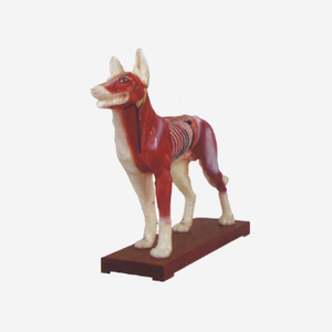 Gelsonlab HSBM-400 बिल्ली एक्यूपंक्चर मॉडल - Product Image 3