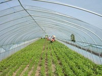 Serre agricole Tunnel Culture de tomates Structures de serres pour potager