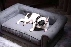 Luxe Hondenbank Nieuwe Collectie Huisdieraccessoires Hot Selling Grote Maat Huisdiermeubelbank Metalen Frame Hondenbankbed - Product Image 2