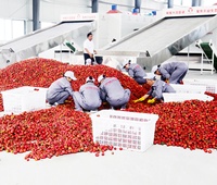 Séchoir à bande maillée pour jujubes séchées et pruneaux, machine industrielle automatique de séchage de fruits contrôlée par PLC pour la transformation alimentaire