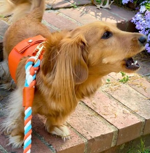 Stylish Handmade Genuine Leather <b>Dog</b> <b>Harness</b> Cute Small <b>Dogs</b>| High End Quality Gifts for <b>Puppy</b> Boys and Girls Pets - Orange - Product Image 6