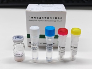 ชุดตรวจวินิจฉัยโรคไวรัสลิวคีเมียในแมว (FeLV) แบบเรียลไทม์ PCR สำหรับแมว ยี่ห้อ VIUICK (VIPOTION) ชนิดผงแห้งแช่แข็ง มาตรฐาน ISO9001 - Product Image 3