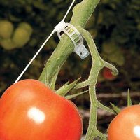Clips de Soutien pour Plantes en Bioplastique Blanc de Haute Qualité, Adhérence Forte 16-25mm, Application Rapide pour Pépinière, Jardin, Tomates, Concombres, Vignes