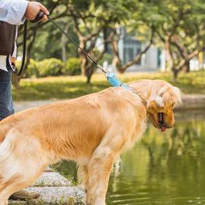 Martingale-<span class=keywords><strong>collar</strong></span> de entrenamiento para perros, <span class=keywords><strong>collar</strong></span>ín personalizado de lujo, de diseño para mascotas, fabricantes grandes y personalizados - Product Image 3