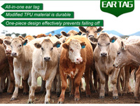 Étiquette d'oreille pour animaux en TPU marquée au laser, anti-effraction, pour l'identification visuelle du bétail