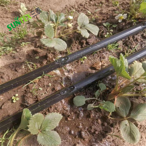 Cinta de Goteo para Riego (2000m) Agrícola, Tubo de <span class=keywords><strong>Polietileno</strong></span> de 16mm con <span class=keywords><strong>Gotero</strong></span> Plano - Product Image 3