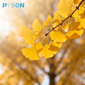 Ekstrak Daun <span class=keywords><strong>Ginkgo</strong></span> <span class=keywords><strong>Biloba</strong></span> Murni Alami dalam Bentuk Bubuk, Suplemen Pendukung Kesehatan Kognitif & Manfaat Antioksidan, Kualitas Makanan - Product Image 2