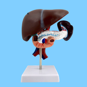 Анатомическая модель, структура кровеносных сосудов для поджелудочной железы печени, двенадцатиперстной кишки, селезенки, для медицинского образования, ПВХ, для школ, медицинских школ - Product Image 6