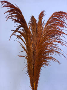 Vente en gros grande fleur d'herbe de pampa séchée Belle décoration de maison de fête de mariage de style frais sans perte de plumes - Product Image 3