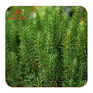 Abd ab depo toptan biberiye yaprağı ekstresi 95% Ursolic asit tozu - Product Image 3