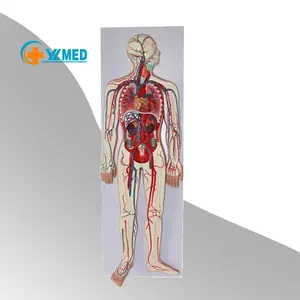 Modelo de sistema de circulación sanguínea humana, equipo educativo para enseñanza de ciencia médica, modelo de circulación sanguínea