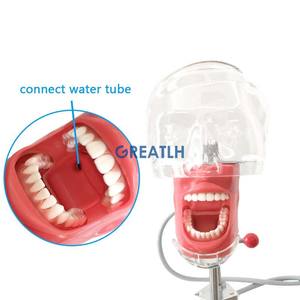 Simulatore di fantasma dentale del modello del simulatore della testa fantasma del manichino del supporto da tavolo dentale per istruzione del dentista - Product Image 2