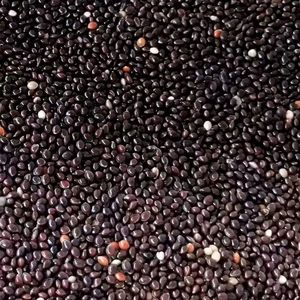 Millet noir Premium Alimentation animale - Product Image 6