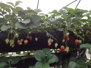 Macetas y <span class=keywords><strong>jardineras</strong></span> para cultivo de frutas y verduras de espacio pequeño - Product Image 4