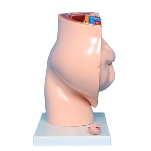 Anatomie du squelette humain, <span class=keywords><strong>grossesse</strong></span> maternelle, développement embryonnaire, utérus, système reproducteur, bassin féminin, fœtus <span class=keywords><strong>de</strong></span> 9 mois, PVC, écoles - Product Image 5