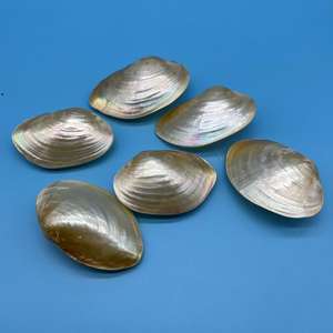 Concha <span class=keywords><strong>de</strong></span> mejillón <span class=keywords><strong>de</strong></span> perla <span class=keywords><strong>Natural</strong></span> <span class=keywords><strong>de</strong></span> Venta caliente caracola colorida pulida a mano para decoración del hogar Accesorios <span class=keywords><strong>de</strong></span> tiro - Product Image 6