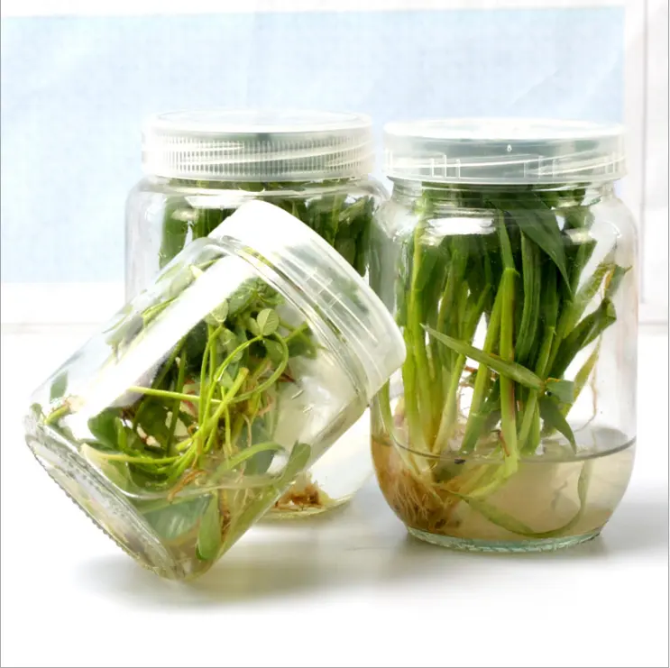 200 مللي 350 مللي 650 مللي زراعة الأنسجة النباتية الزجاج زجاجة مع فتحة التنفس البلاستيك