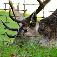 Prix d'usine Clôture de jeu en treillis métallique tissé à noeud fixe galvanisé à chaud résistant aux rongeurs Clôture de ferme environnementale pour bovins, moutons et cerfs