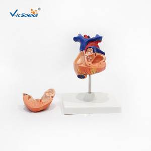 Modèle anatomique naturel de cœur humain de grande taille avec chambres cardiaques détachables - outil pédagogique pour les étudiants en médecine. - Product Image 3