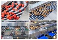Professioneel sorteersysteem voor zoete aardappelen, uien, wortelgroenten en tomaten met automatische rollen.