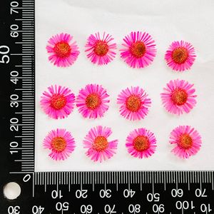 12 pz/borsa piccolo fiore essiccato margherita pressato per la decorazione di Nail Art fai da te stampo in resina che fa artigianato fai da te arte - Product Image 6