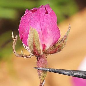 Bourgeons de rose séchés de qualité supérieure cultivés dans le Yunnan, Chine – Bourgeons de fleurs de Rosa Gallica provenant du Yunnan, Chine - Product Image 3