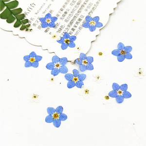 Y-E011 de resina Floral, flor no prensada, flores secas prensadas para joyería, decoración artística de uñas de resina - Product Image 1