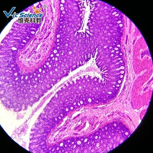 Bộ Kính Hiển Vi Mô Học Cơ Bản Cho Người 24 Sản Phẩm Cầu Trượt Mô Học - Product Image 5